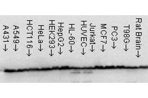 Hsp60 (LK 1), cell line mix. (HSPD1 antibody)