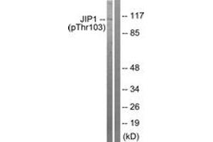 Western blot analysis of extracts from COLO205 cells treated with Serum 20% 15', using JIP1 (Phospho-Thr103) Antibody. (MAPK8IP1 antibody  (pThr103))