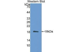 Western Blotting (WB) image for anti-Tetraspanin 3 (TSPAN3) (AA 107-213) antibody (ABIN1175824) (Tetraspanin 3 antibody  (AA 107-213))