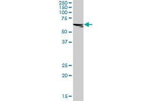 ASPSCR1 MaxPab rabbit polyclonal antibody. (ASPSCR1 antibody  (AA 1-553))