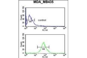 LUZP1 Antibody (C-term) (ABIN650909 and ABIN2839991) flow cytometric analysis of MDA-M cells (bottom histogram) compared to a negative control cell (top histogram). (LUZP1 antibody  (C-Term))