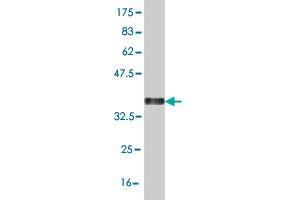 Western Blotting (WB) image for anti-Hairy/enhancer-of-Split Related with YRPW Motif-Like (HEYL) (AA 221-327) antibody (ABIN525732)