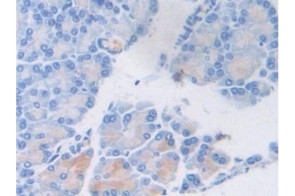 VWF antibody  (AA 269-367)