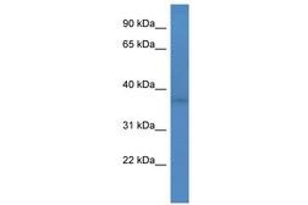 FANK1 antibody  (AA 125-174)