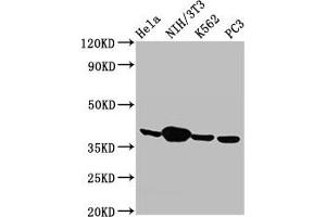 Western Blot Positive WB detected in: Hela whole cell lysate, NIH/3T3 whole cell lysate, K562 whole cell lysate, PC-3 whole cell lysate All lanes: Anxa1 antibody at 2. (Annexin a1 antibody  (AA 2-346))