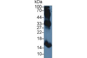 Detection of HBb in Bovine Blood Cells lysate using Polyclonal Antibody to Hemoglobin Beta (HBb) (Hemoglobin Subunit beta antibody  (AA 1-145))
