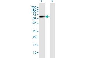 Western Blot analysis of LOXL1 expression in transfected 293T cell line by LOXL1 MaxPab polyclonal antibody. (LOXL1 antibody  (AA 1-574))