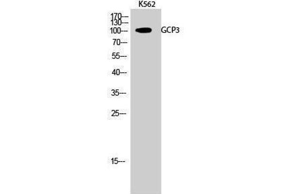 FOLH1B antibody  (Internal Region)