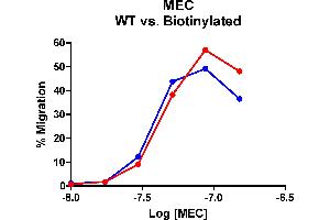Cells expressing recombinant CCR10 were assayed for migration through a transwell filter at various concentrations of WT or Biotinylated MEC. (CCL28 Protein (AA 23-127))