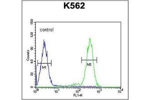 Flow Cytometry analysis of K562 cells using RTP4 Antibody (C-term) Cat. (RTP4 antibody  (C-Term))
