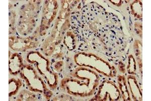 Immunohistochemistry of paraffin-embedded human kidney tissue using ABIN7147600 at dilution of 1:100 (CH25H antibody  (AA 142-272))