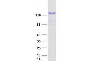 Validation with Western Blot (COL6A2 Protein (Myc-DYKDDDDK Tag))