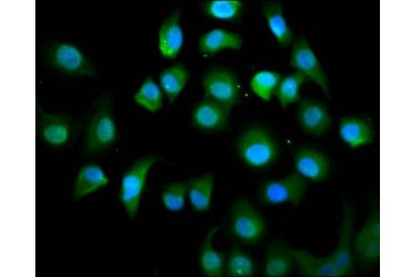 KIF18A antibody  (AA 176-279)