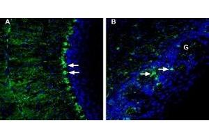 Expression of LRRC8A in mouse cerebellum and olfactory bulbImmunohistochemical staining of perfusion-fixed frozen mouse brain sections with Anti-LRRC8A (extracellular) Antibody (ABIN7043301, ABIN7043886 and ABIN7043887), (1:200), followed by goat-anti-rabbit-AlexaFluor-488. (Leucine Rich Repeat Containing 8 Family, Member A (LRRC8A) Peptide)