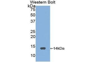 Western Blotting (WB) image for anti-Gonadotropin-Releasing Hormone 1 (Luteinizing-Releasing Hormone) (GNRH1) (AA 24-92) antibody (ABIN1173764) (GNRH1 antibody  (AA 24-92))