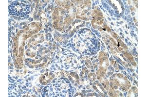 CRELD1 antibody was used for immunohistochemistry at a concentration of 4-8 ug/ml to stain Epithelial cells of renal tubule (arrows) in Human Kidney. (CRELD1 antibody  (C-Term))