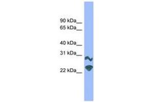 Image no. 1 for anti-Dorsal Root Ganglia Homeobox (DRGX) (AA 151-200) antibody (ABIN6744665)