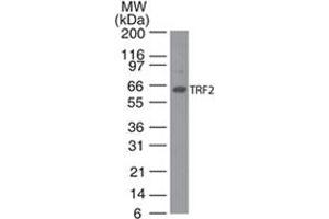 TRF2 antibody