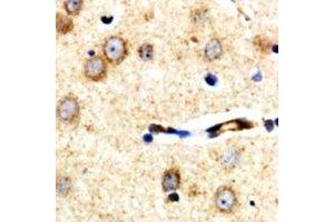 Immunohistochemical analysis of XPLN staining in human brain formalin fixed paraffin embedded tissue section.