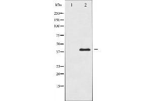 Western blot analysis of c-Jun expression in HeLa whole cell lysates,The lane on the left is treated with the antigen-specific peptide. (C-JUN antibody  (Internal Region))