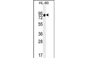 ZN Antibody (N-term) (ABIN655551 and ABIN2845059) western blot analysis in HL-60 cell line lysates (35 μg/lane). (ZNF665 antibody  (N-Term))