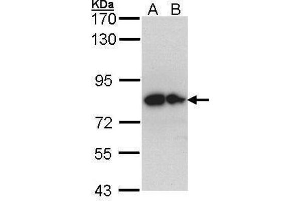 GPC1 antibody