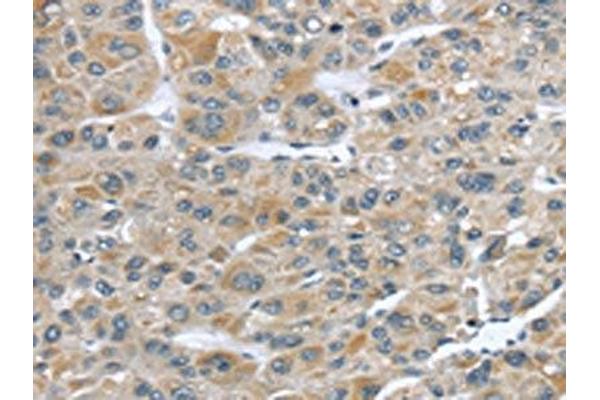 CCDC19 antibody