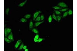 Immunofluorescent analysis of HepG2 cells using ABIN7165664 at dilution of 1:100 and Alexa Fluor 488-congugated AffiniPure Goat Anti-Rabbit IgG(H+L) (JAG1 antibody  (AA 809-1046))