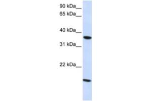 Western Blotting (WB) image for anti-Claudin 16 (CLDN16) antibody (ABIN2460773) (Claudin 16 antibody)