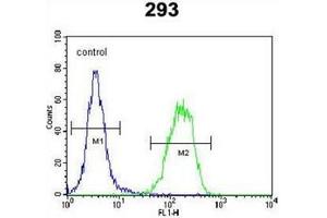 Flow cytometric analysis of 293 cells using PCOTH Antibody (Center) Cat. (PCOTH antibody  (Middle Region))