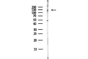 anti-Protein Tyrosine Phosphatase F Interacting Protein 2 (PPFIA2) antibody