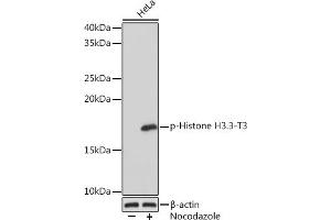 Western blot analysis of extracts of HeLa cells, using Phospho-Histone H3. (Histone 3 antibody  (pThr3))