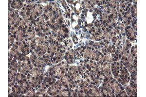 Image no. 4 for anti-Crystallin, Zeta, Homolog antibody (ABIN1497658) (CRYZL1 antibody)