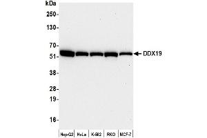 Western Blotting (WB) image for anti-DEAD (Asp-Glu-Ala-As) Box Polypeptide 19B (DDX19B) (C-Term) antibody (ABIN7453856)