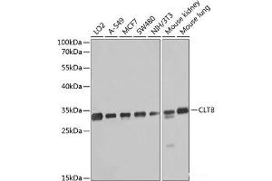 Western blot analysis of extracts of various cell lines using CLTB Polyclonal Antibody at dilution of 1:1000. (CLTB antibody)