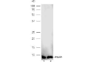 Lane 1: human islet alpha lysates Lane 2: human islet beta lysates probed with Rabbit Anti-Insulin Polyclonal Antibody, Unconjugated (ABIN729118) at 1:300 overnight at 4 °C.