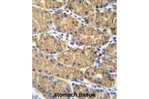 VSIG1 Antibody (C-term) immunohistochemistry analysis in formalin fixed and paraffin embedded human stomach tissue followed by peroxidase conjugation of the secondary antibody and DAB staining.