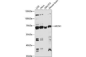 Western blot analysis of extracts of various cell lines, using  antibody (ABIN7265658) at 1:1000 dilution. (ARCN1 antibody  (AA 212-511))