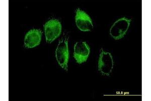 Immunofluorescence of purified MaxPab antibody to THBS1 on HeLa cell. (Thrombospondin 1 antibody  (AA 1-1170))