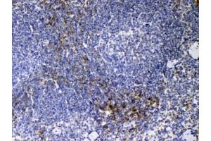 IHC testing of FFPE mouse spleen tissue with CD14 antibody at 1ug/ml. (CD14 antibody  (AA 16-260))