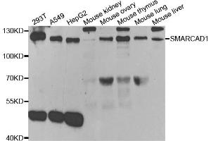Western blot analysis of extracts of various cell lines, using SMARCAD1 antibody (ABIN5973461) at 1/1000 dilution. (SMARCAD1 antibody)