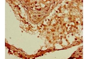 Immunohistochemistry of paraffin-embedded human testis tissue using ABIN7166156 at dilution of 1:100