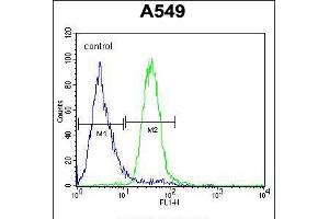 Flow cytometric analysis of A549 cells (right histogram) compared to a negative control cell (left histogram). (C5AR1 antibody  (AA 175-201))