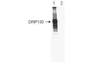 Anti-DRIP-130 Antibody - Immunoprecipitation/Western Blot Anti-DRIP-130 is shown to immunoprecipitate 35S-labeled in vitro translated human DRIP130 (lane 1). (MED23 antibody  (AA 897-916))