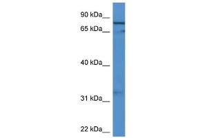 WB Suggested Anti-GFM2 Antibody Titration: 0.