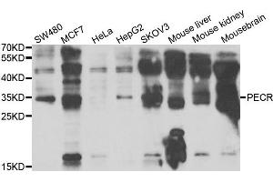 Western blot analysis of extracts of various cell lines, using PECR antibody. (PECR antibody)