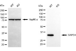 Western blotting analysis using GAPDH antibody (ABIN7798767). (GAPDH antibody)