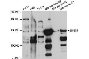 Western blot analysis of extracts of various cell lines, using SIN3B antibody (ABIN4905161) at 1:1000 dilution. (SIN3B antibody)