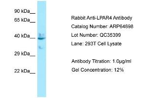 Western Blotting (WB) image for anti-Lysophosphatidic Acid Receptor 4 (LPAR4) (C-Term) antibody (ABIN2789929)