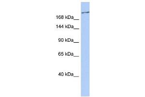 Western Blotting (WB) image for anti-Calcium Channel, Voltage-Dependent, T Type, alpha 1G Subunit (CACNA1G) (C-Term) antibody (ABIN2776348)
